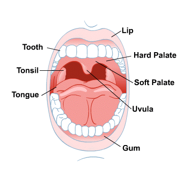 mouthandteeth.png